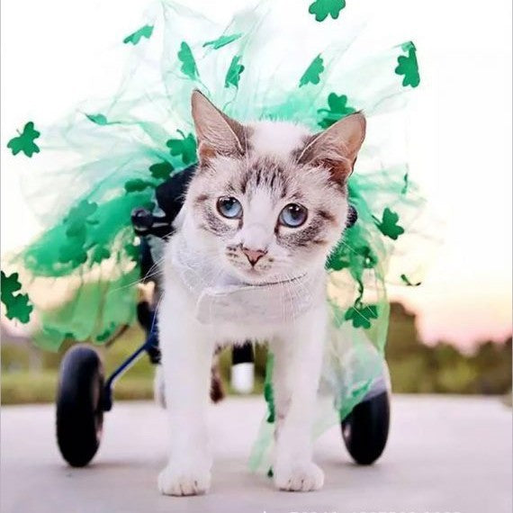 Pet little cat wheelchair