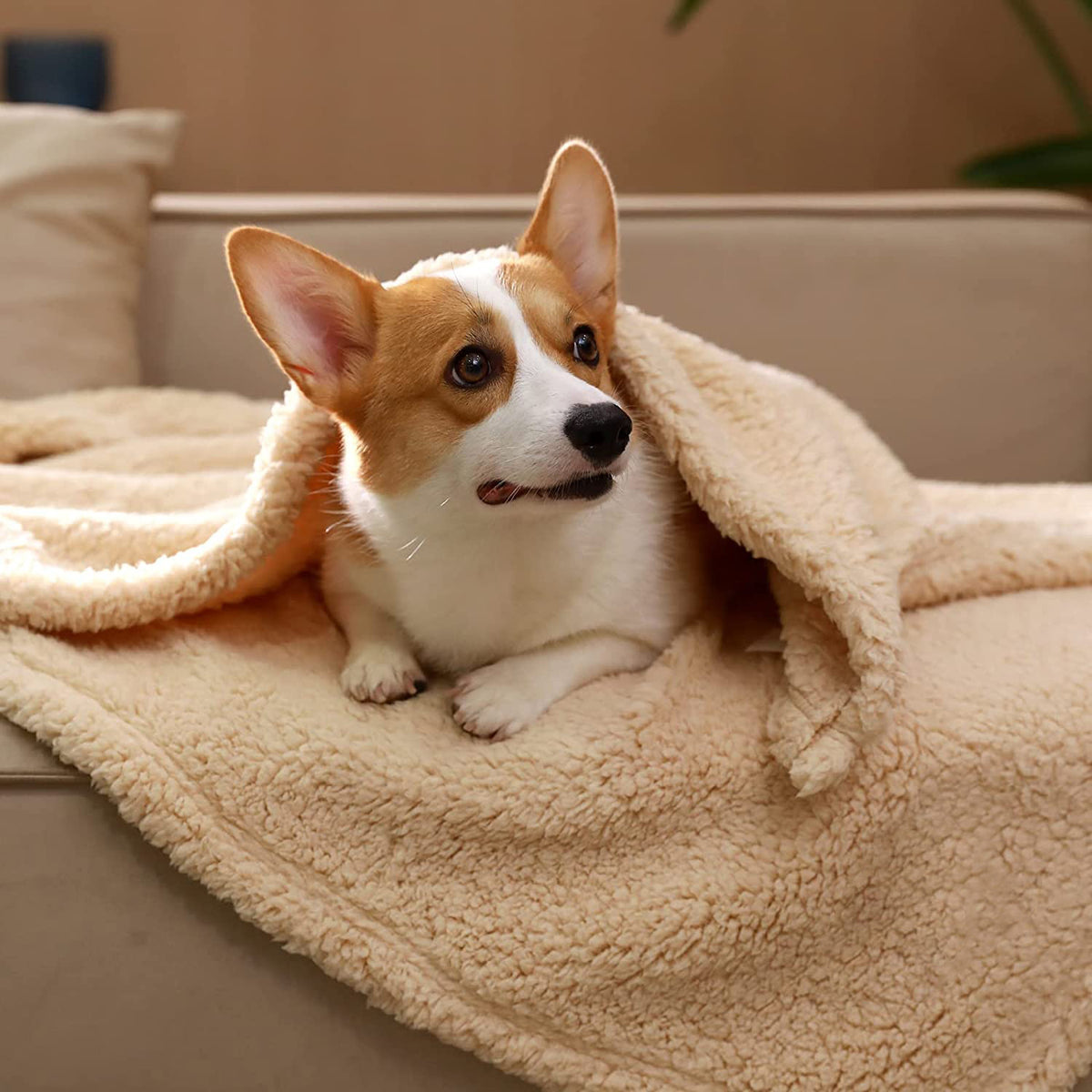 Soft cotton double-sided pet blanket