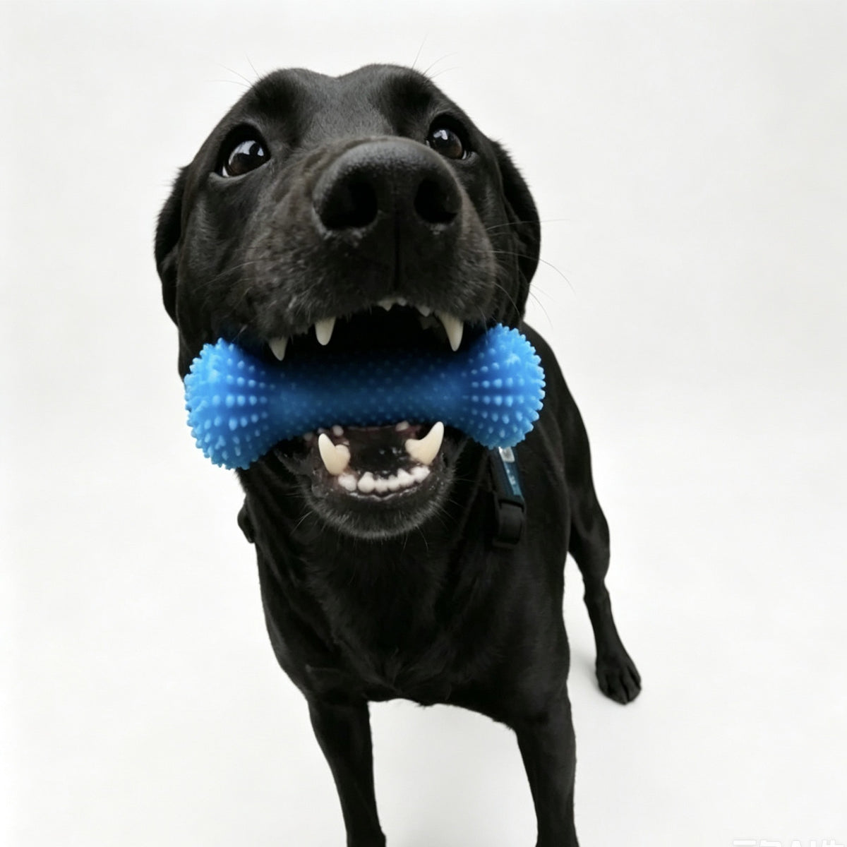 Pet Teeth Grinding and Brushing Stick